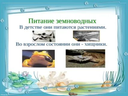 Амфибия текст