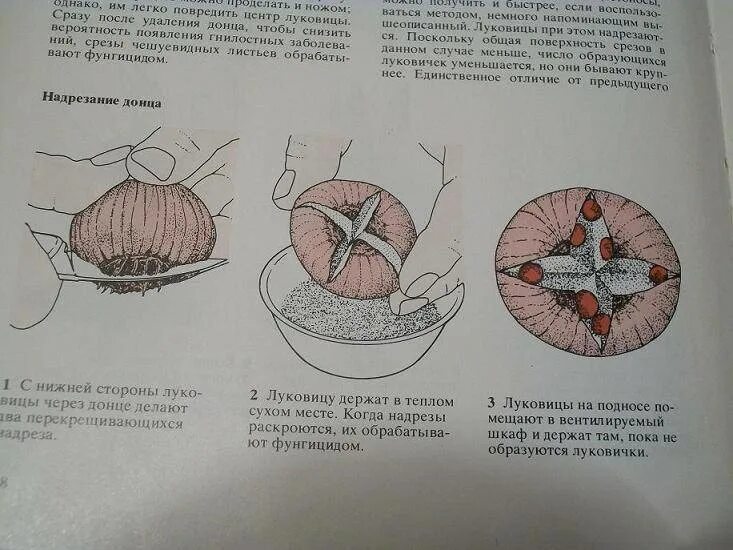 Как размножить гиацинт. Надрезание донца луковиц гиацинтов. гиацинт размножение луковицами. размножение гиацинтов луковицами. размножение гиацинта листьями.