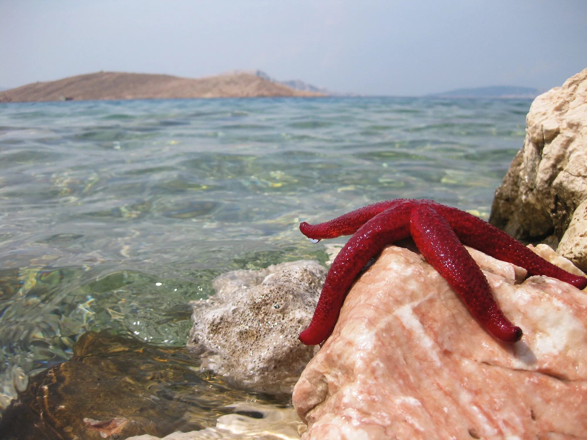 Включи жизнь морских