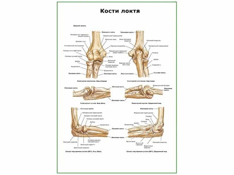 Ростковые зоны плечевой кости у детей. Локтевой сустав анатомия кость. Повернула голову бедро в сторону локоток на косточку. Локоть кость. Дистальный и проксимальный лучелоктевой сустав.