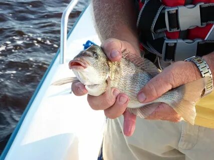 Fishing pigs