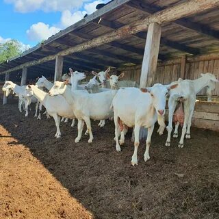 Hopes farm