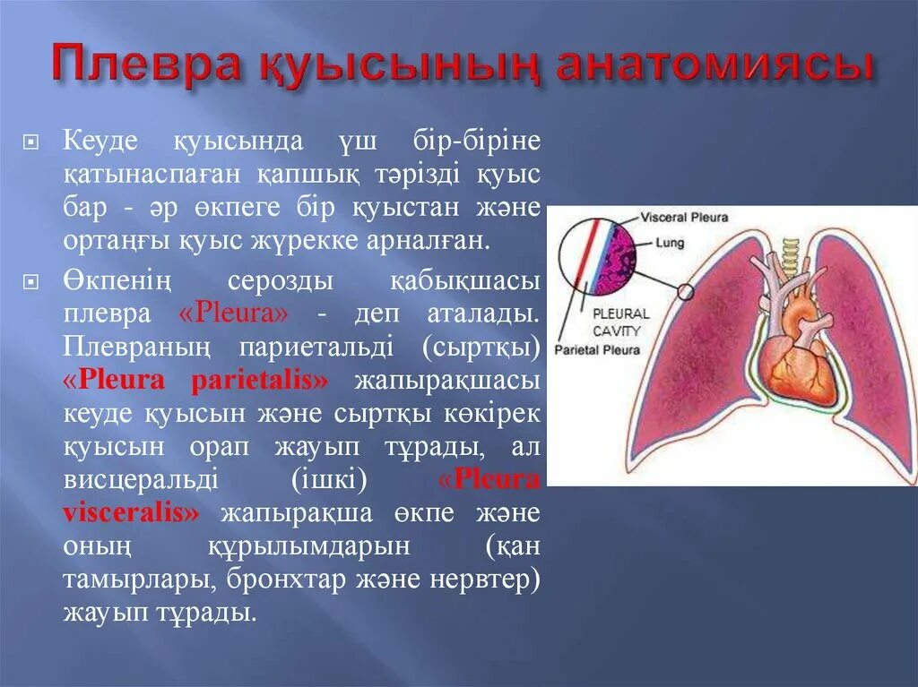Значение синусов плевры. Значение синусов плевры