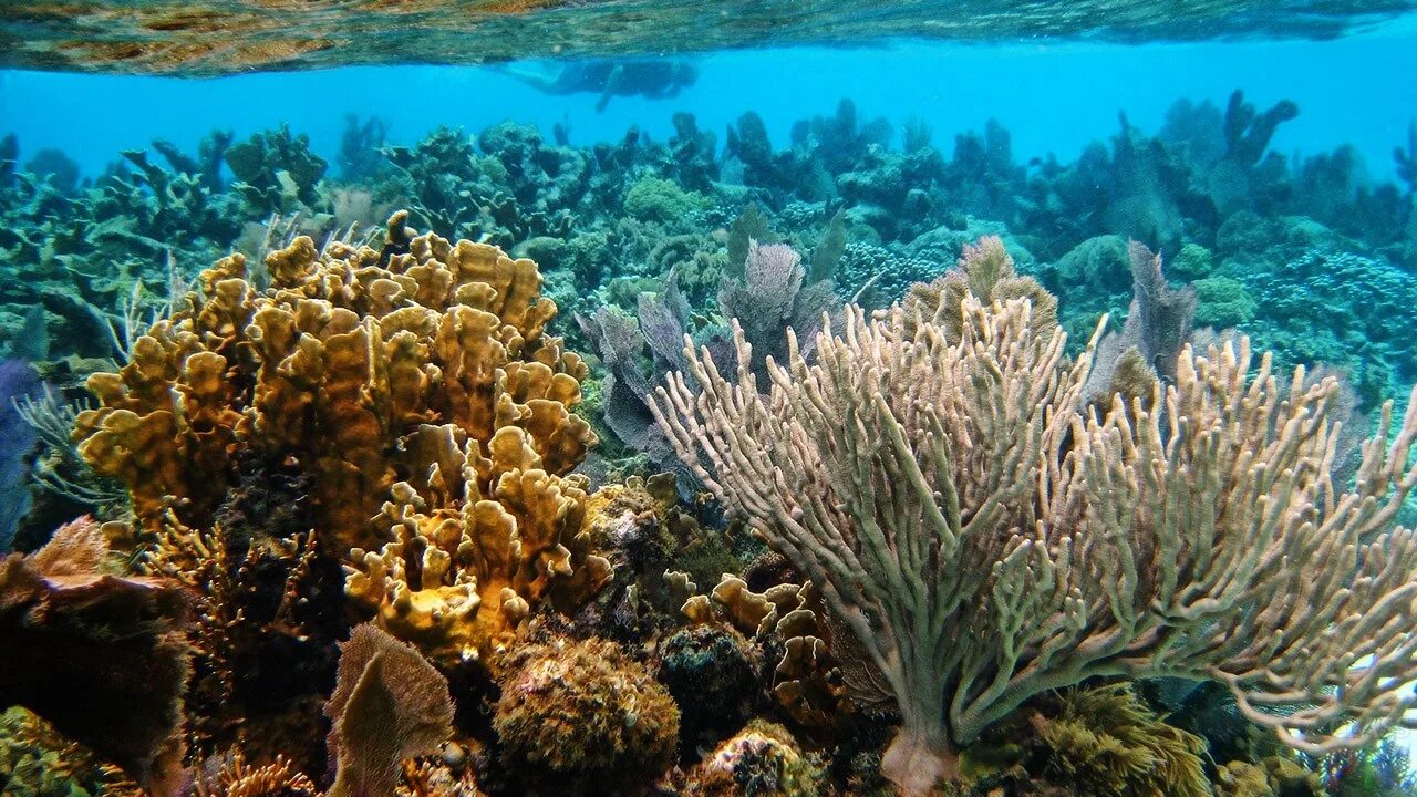 Экосистема кораллового рифа. Белизский Барьерный риф Белиз. Белиз коралловые рифы. Мезоамериканский Барьерный риф. Большой Барьерный риф заповедник.