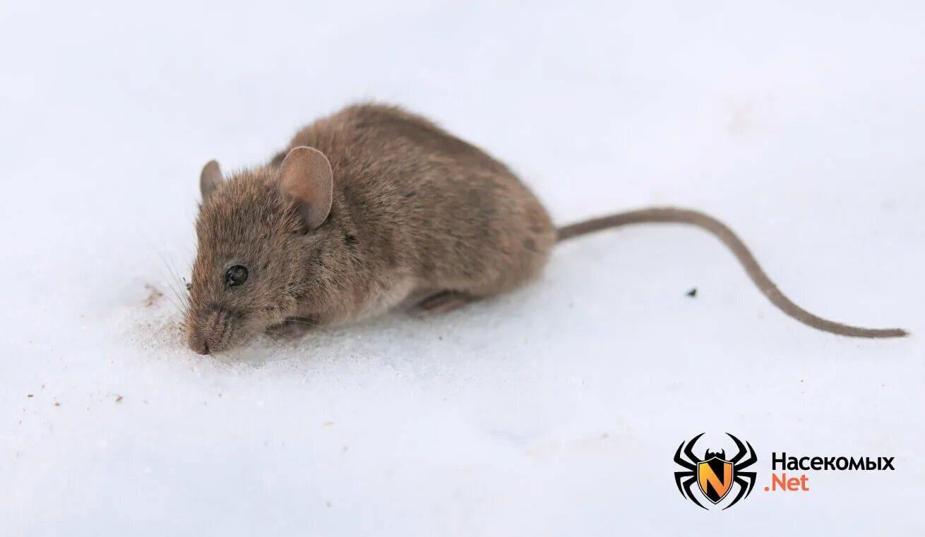 A mouse can t