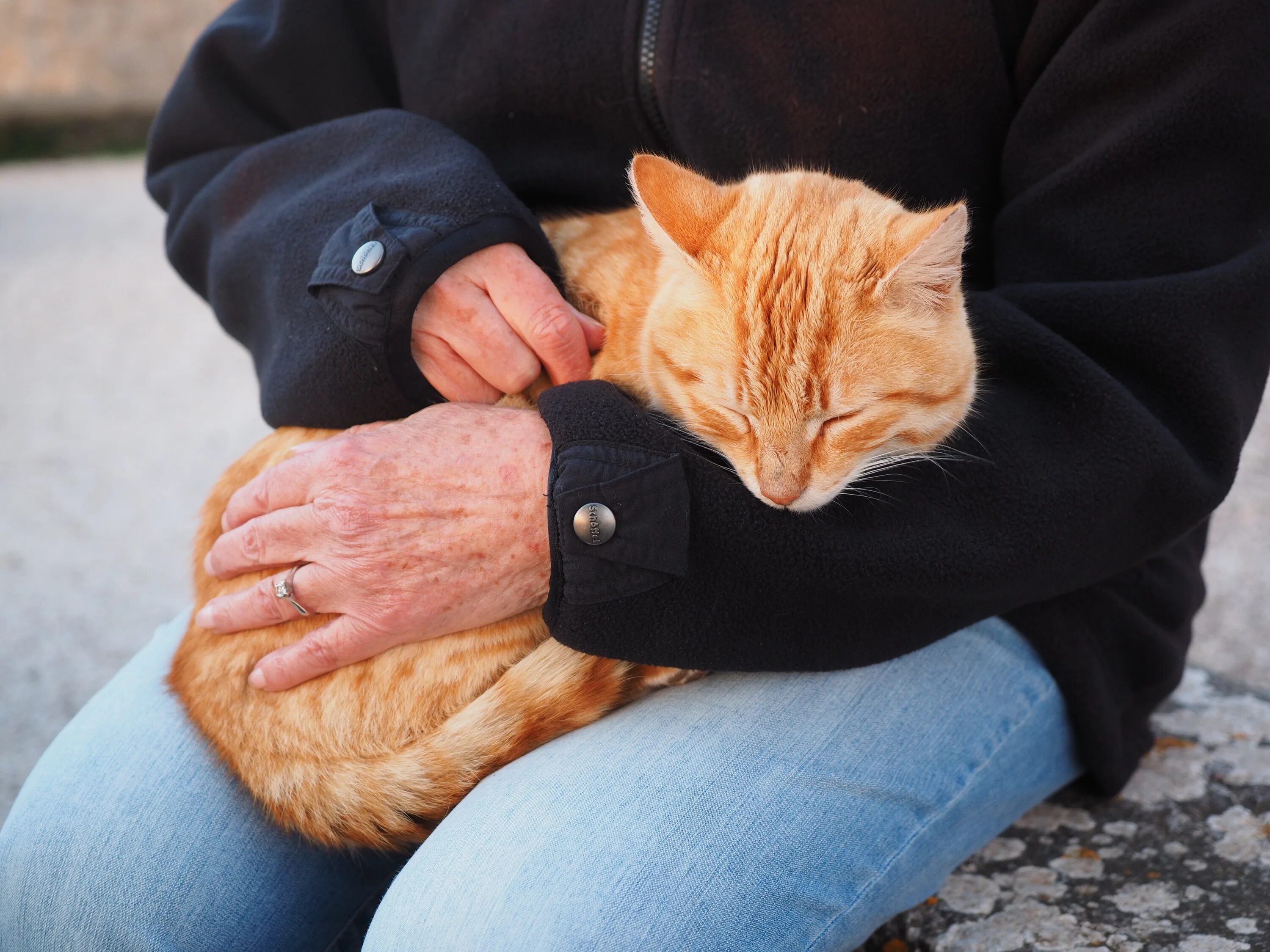 Мужчина любящие кошек. Кот на руках. Человек гладит кота. Гладить кошку.