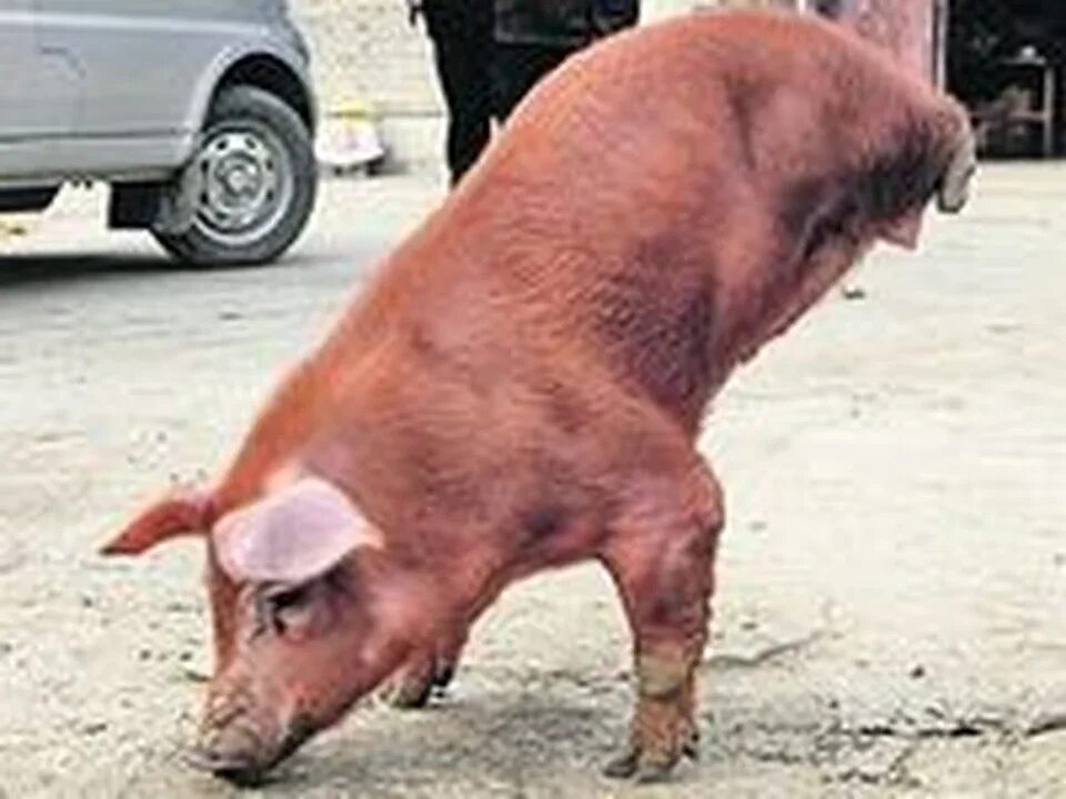 Как гуляют свиньи