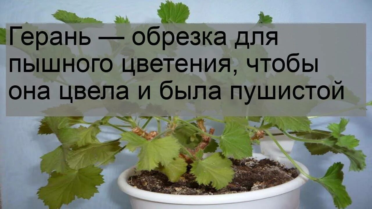 Когда весной обрезать герань домашнюю. Формирующая обрезка герани. Герань обрезка для пышного цветения. Пеларгония обрезка для пышного цветения. Герань обрезка для пышного.