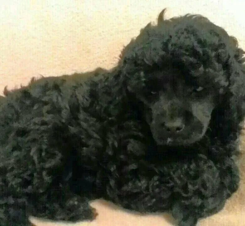 Коричневый пудель щенок. Карликовый пудель коричневый. Новорожденные щенки пуделя. Пудель средний. Шерсть пуделя.