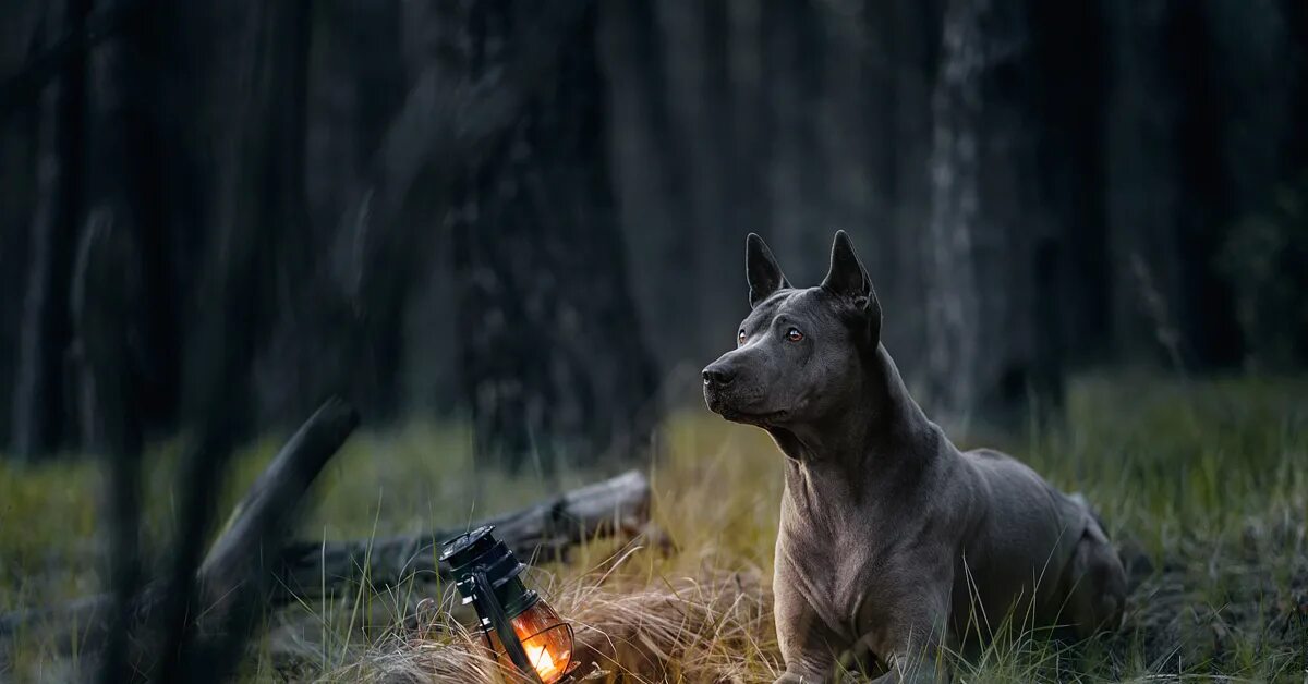 Biblaridion art. Скай игра монстры. Sky shepherd. Sky shepherd. Sky shepherd.