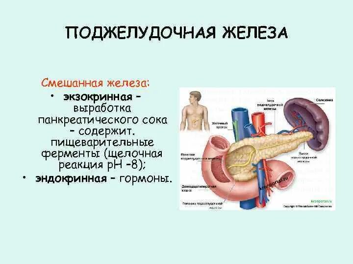 Железа печени функции. Функции печени и поджелудочной железы таблица. Поджелудочная железа это смешанная железа. Строение поджелудочной железы. Печень и поджелудочная железа строение и функции.