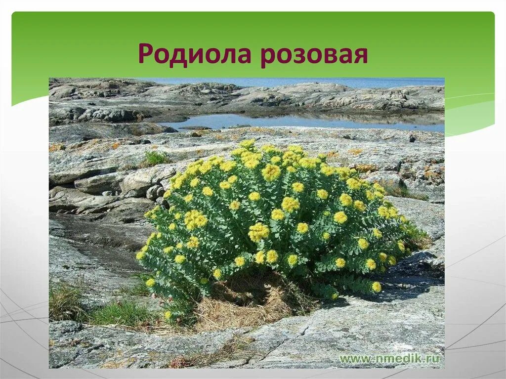 Родиола сахалинская. Родиола розовая толстянковые. Родиола розовая золотой корень. Родиола розовая в коми. Родиола розовая суккуленты.