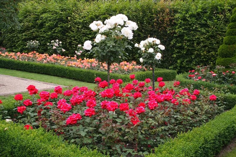 Кенсингтон гарденс kensington gardens роза. Розарий. Розарий портланд. Риджентс парк в лондоне сад роз. Роза гарден риджентс парк.