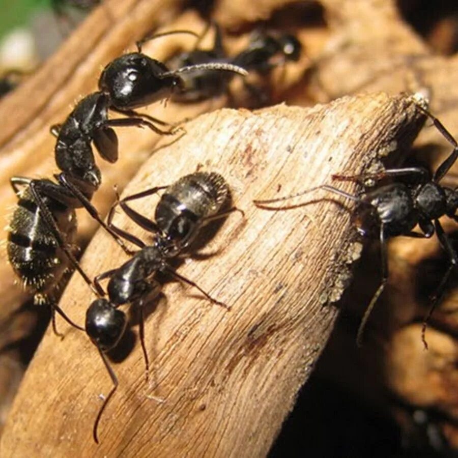 Черные муравьи появились. Кампонотус вагус. Муравьи-древоточцы (Camponotus). Муравьи Camponotus Vagus. Древоточец кампонотус.