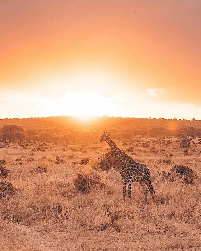 Good africa. Бог Серенгети. Бог Серенгети короткометражка. Утро в Серенгети. Бог Серенгети 2017.