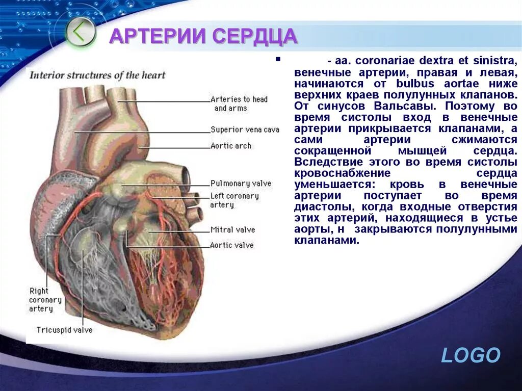 Венечные артерии сердца. Правая и левая венечные артерии сердца начинаются от. Венечные артерии сердца начинаются от.