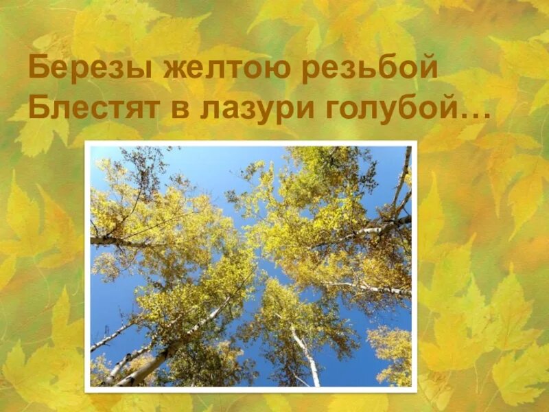 В лазури число. Берёзы жёлтою резьбой блестят в лазури. березы желтою резьбой блестят в лазури голубой. березы желтою резьбой. берёзы жёлтою резьбой блестят в лазури голубой картинки.