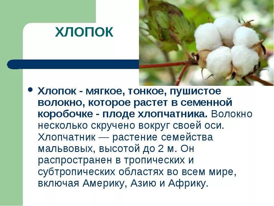 Почему хлопок. Краткая информация о хлопке. хлопок растение описание. хлопок краткое описание. рассказ о хлопке.