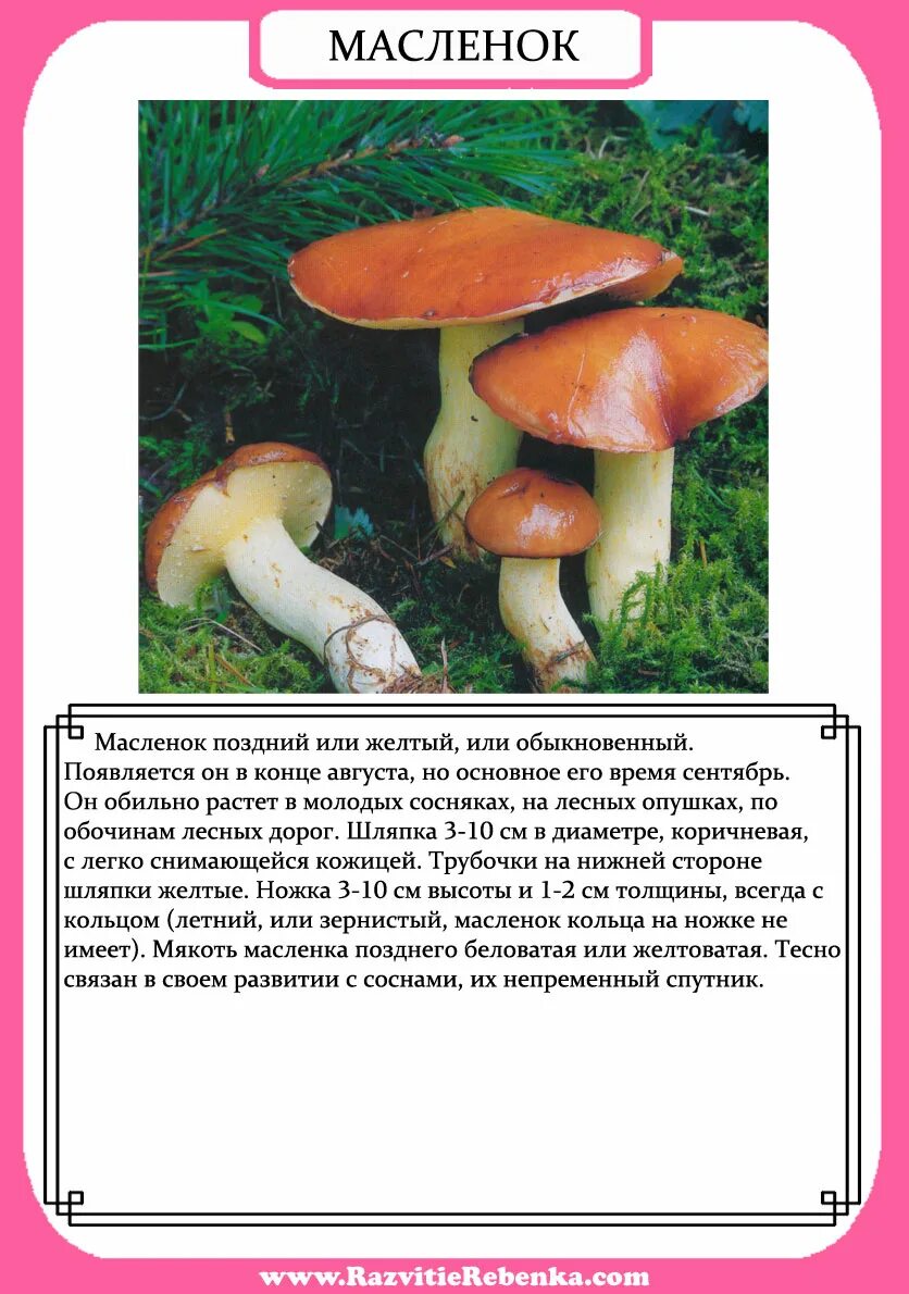 Любимые грибы нашей семьи рассказ 3. Рассказ о грибах. Рассказ любимые грибы нашей семьи. Грибы рассказ для детей. Белый гриб доклад.