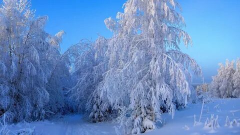 Снежная природа картинки