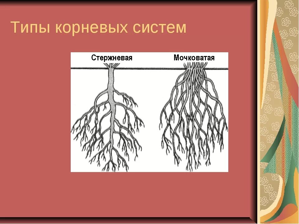 Корень 6 класс самостоятельная. Типы корневых систем 6 класс биология. Типы корневых систем стержневая и мочковатая. Мочковатая корневая система рисунок. Типы корневых систем схема.