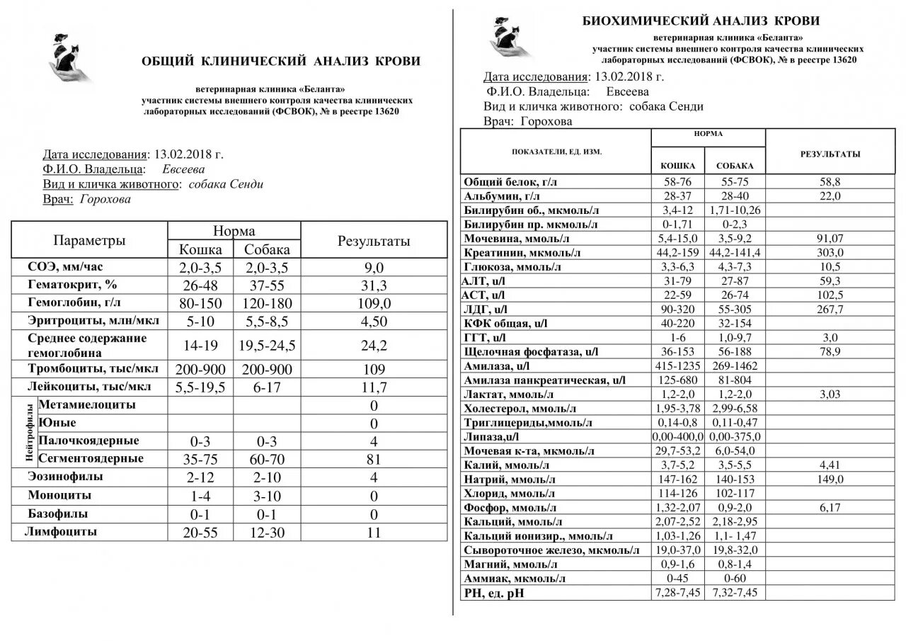 Норма глюкозы у собак. Показатели биохимии крови кошек норма. Нормы показателей крови у кошек. Показатели анализов биохимии крови у кошек. Биохимия крови кошки норма.