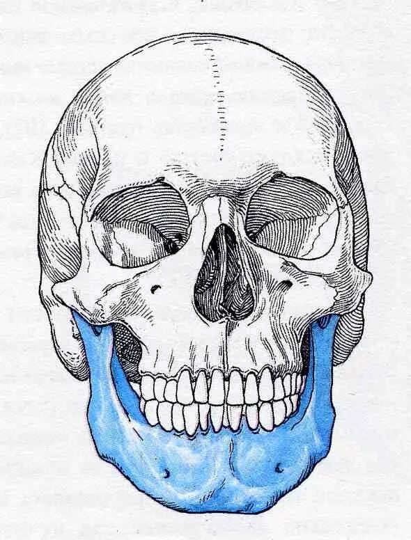 Нижняя челюсть кость черепа анатомия. Кости черепа нижняя челюсть. Нижняя челюсть черепа анатомия. Нижнечелюстная кость черепа анатомия. Нижняя челюсть с другими костями черепа