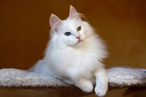Фото ангорская кошка, Кошки, - Фото@Mail.Ru
