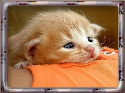 Песня котенок мой я по тебе скучаю
