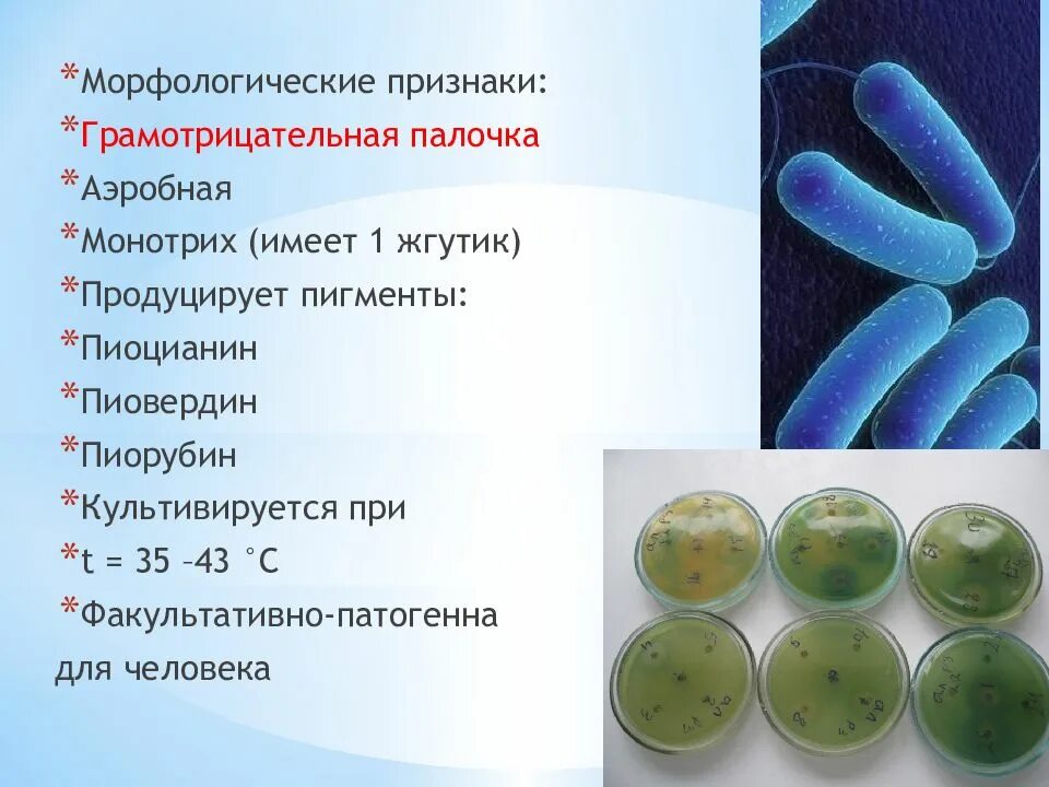 Признак палочки. Пигменты синегнойной палочки. кишечная палочка синегнойная палочка. синегнойная палочка симптомы.