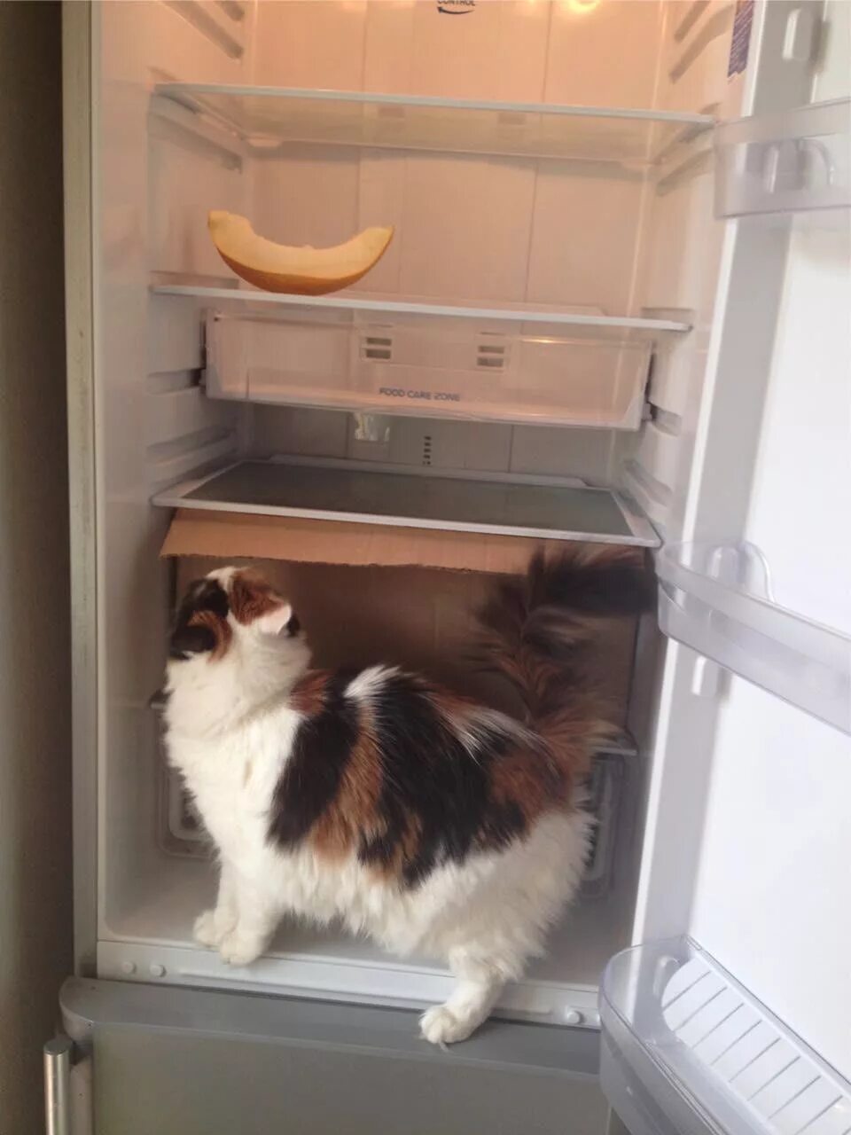 Пустой холодильник. Мой пустой холодильник. Кот в пустом холодильнике. Опустошать холодильник.