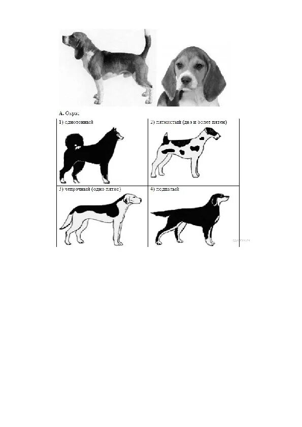 ОГЭ биология задание с собакой. Биология задания с собакой. Задание 24 ОГЭ по биологии собаки. Биология ОГЭ окрас собаки. Огэ биология курицы