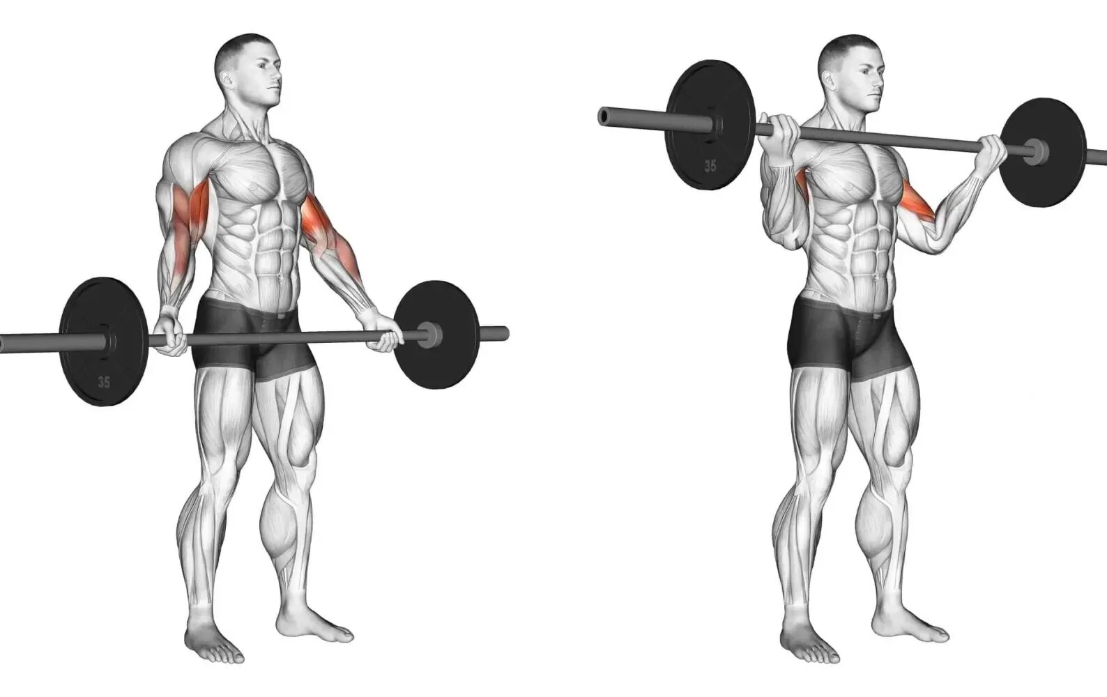 Barbell curl. Barbell curl