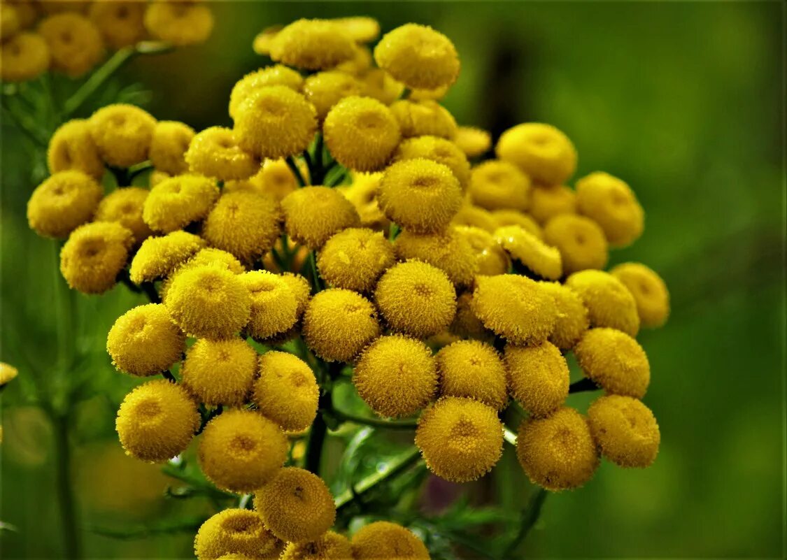 пижма обыкновенная семена. пижма обыкновенная лектрава. семейство астровые пижма обыкновенная. пижма обыкновенная. пижма.