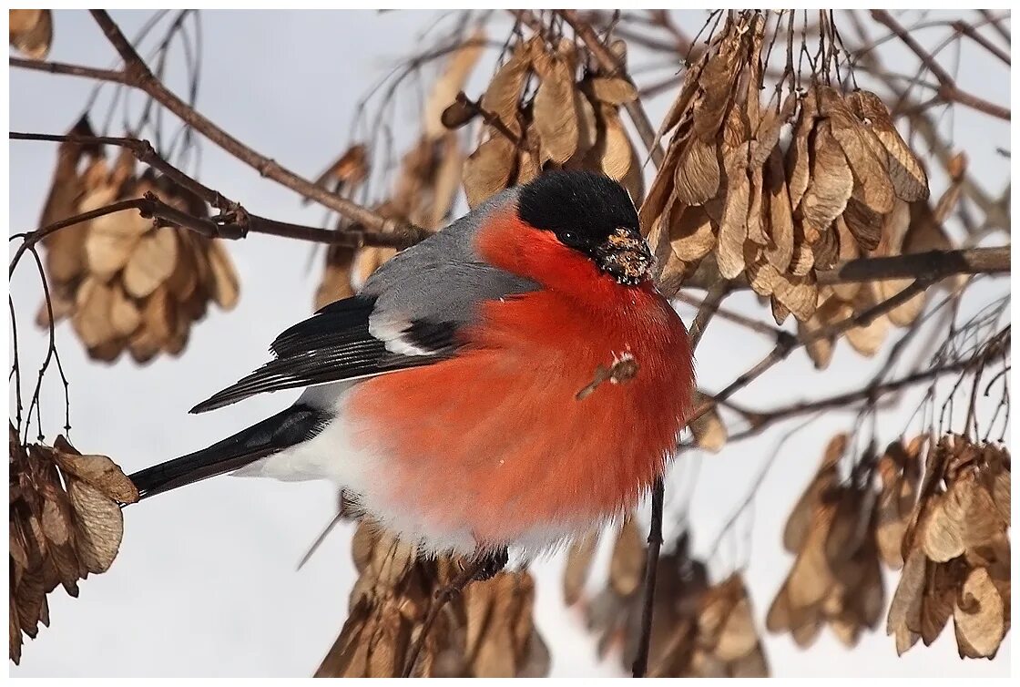 Кочевка снегирей. Снегирь обыкновенный pyrrhula pyrrhula. Снегирь забайкалья. Снегирь кочующая птица. Снегирь перелетная птица.