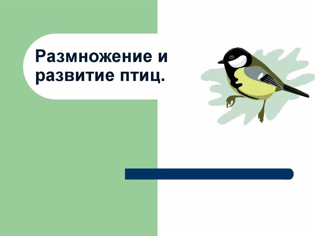 Размножение и развитие птиц. Размножение птиц презентация. Класс птицы развитие. Птицы размножаются.