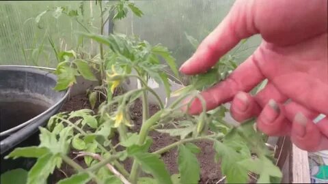 Скользящий узел для подвязки томатов