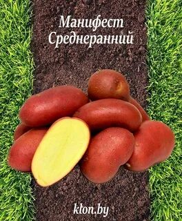 Картофель манифест вкусовые качества отзывы