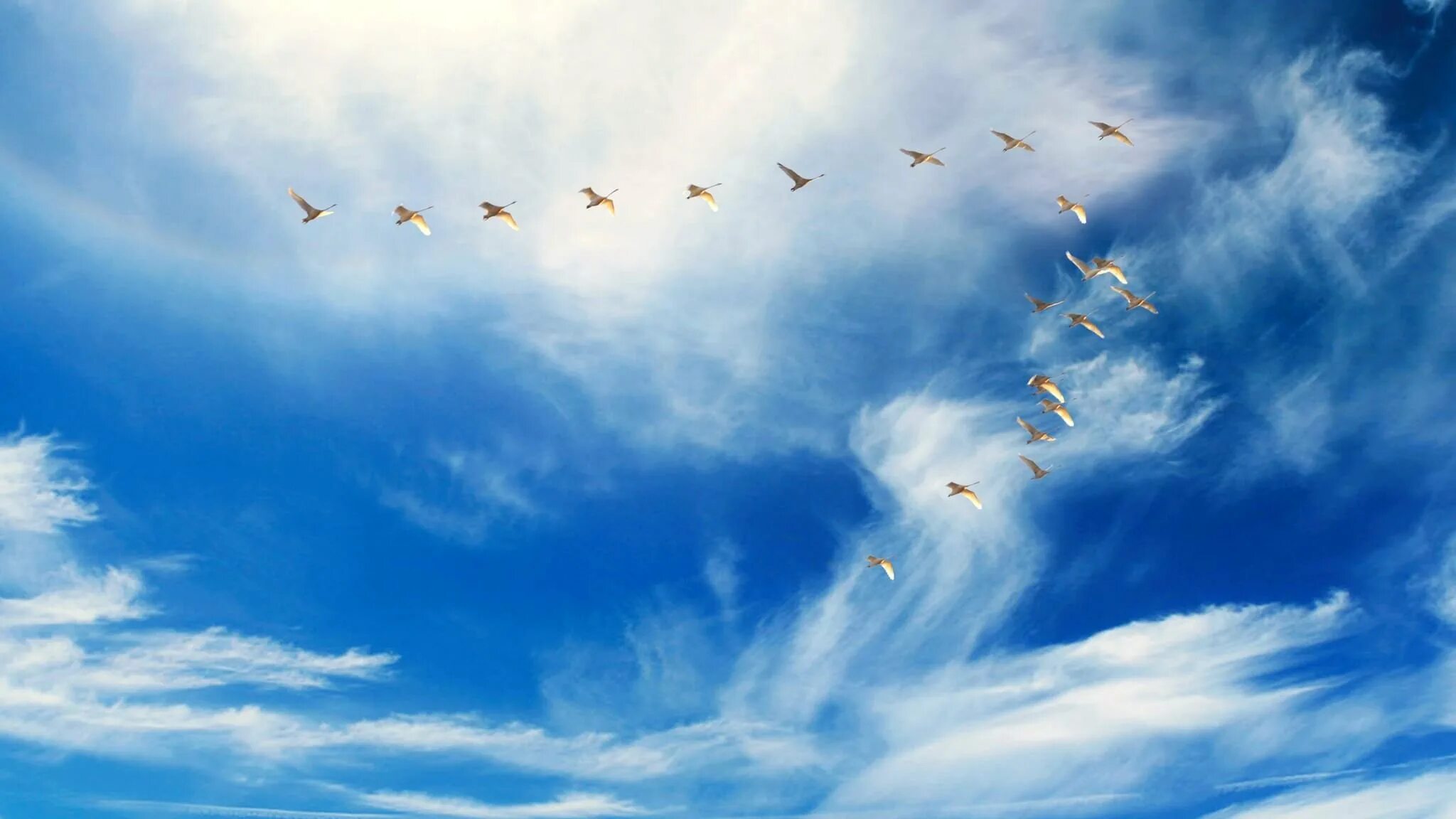 Птицы в небе. Журавль в небе. Птица летит в небе. Птицы на фоне неба.