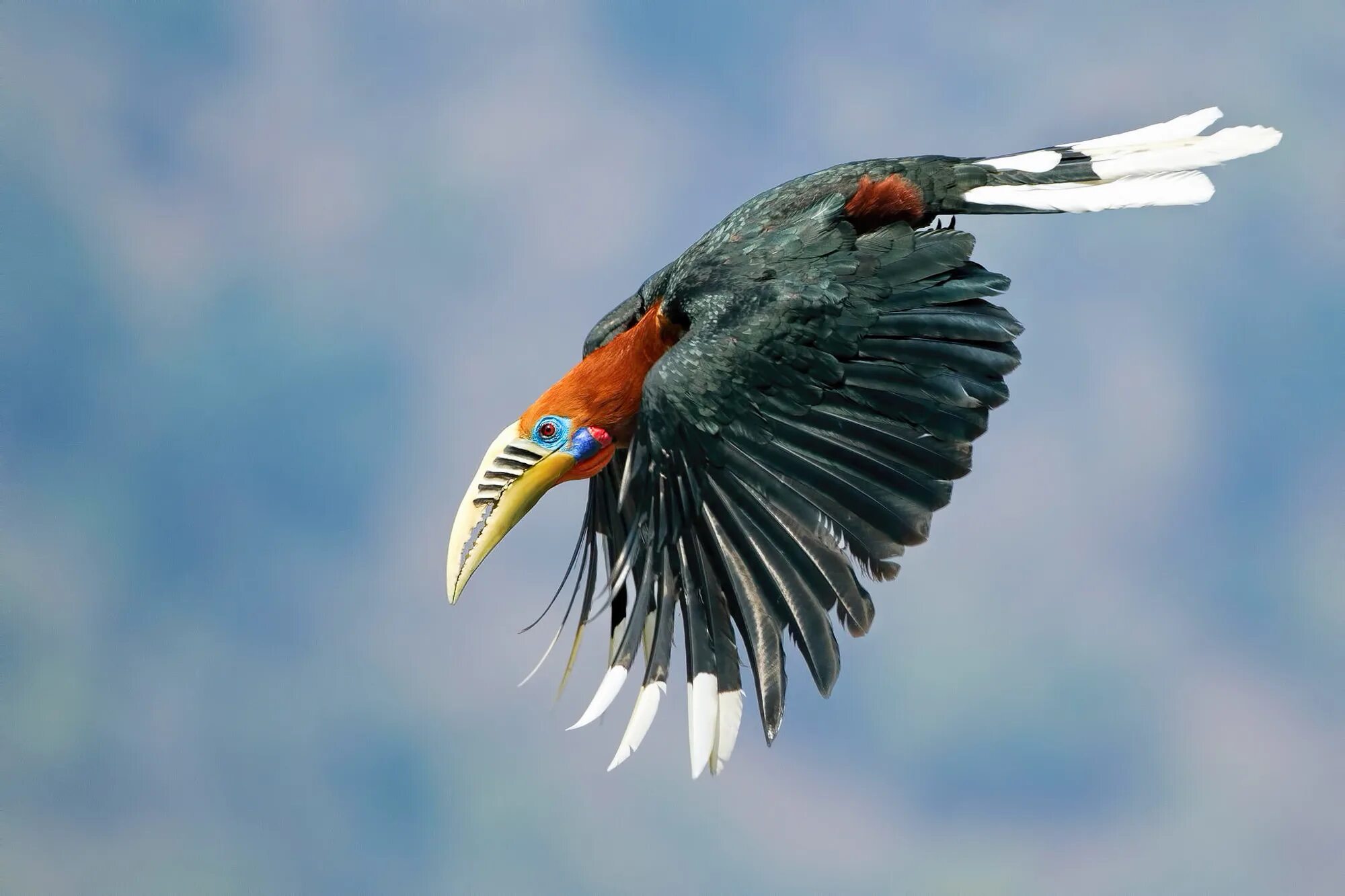 Национальная птица бельгии 9 букв. Непальский калао. Калао птица. Непальские калао птица. Малайский калао.
