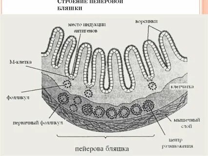 Групповые фолликулы