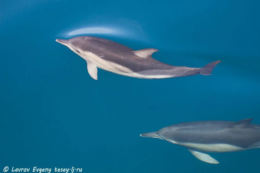 А дельфины добрые а дельфины мокрые слушать. Цвет мокрый дельфин. Мультфильм "в порту" олег анофриев, валентина толкунова. Дельфин добрый. Мультик в порту дельфины.
