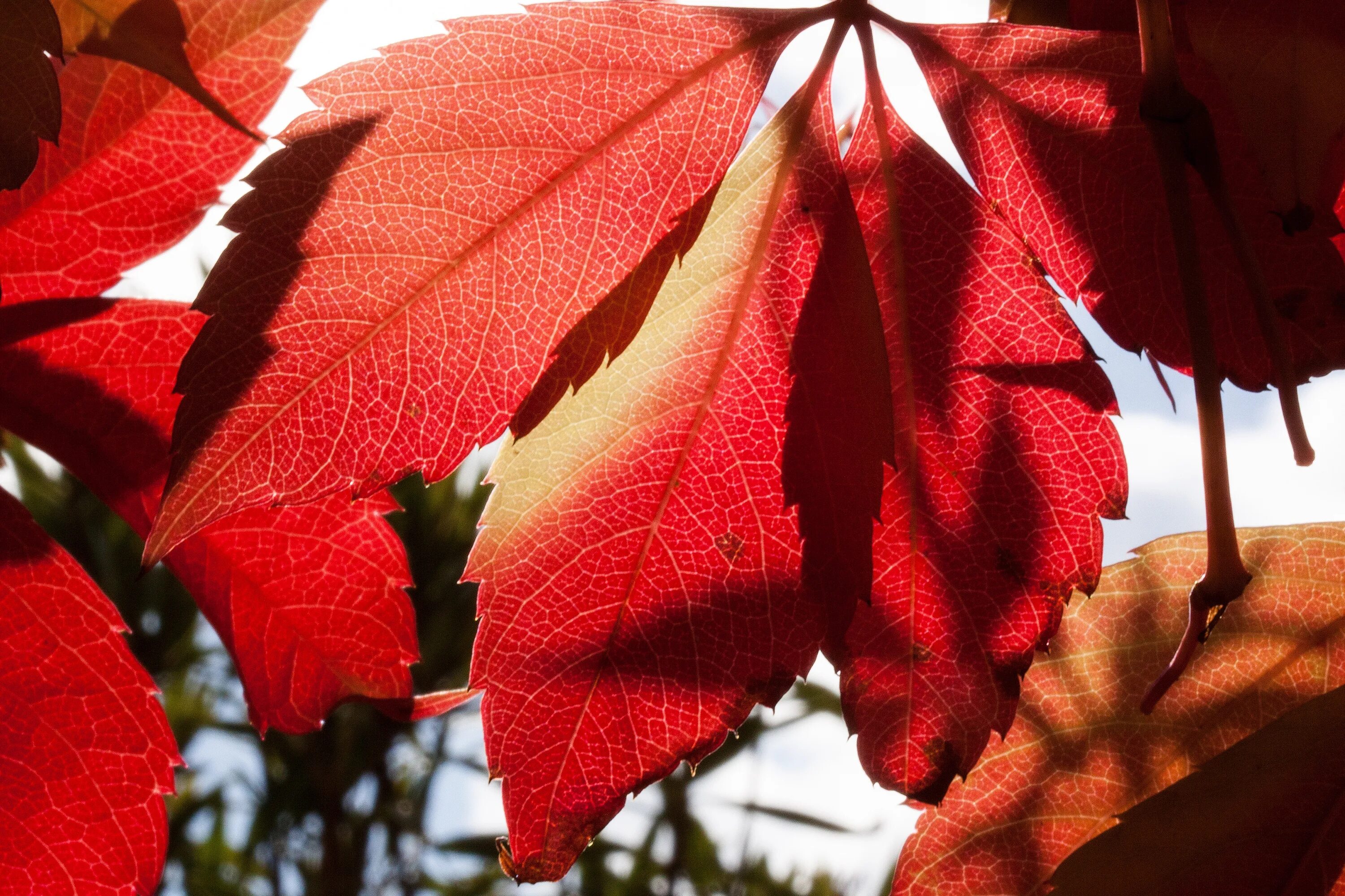 Листья краснеют по краям. Красный лист. Дерево с красными листьями. Дерево с красными листьями осенью. Дерево с красными листочками.
