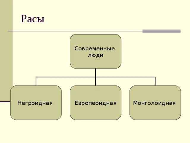 Современный этап эволюции человека расы. Современные расы человека. Эволюция человека расы современного человека. Лекция Эволюция человека, расы.