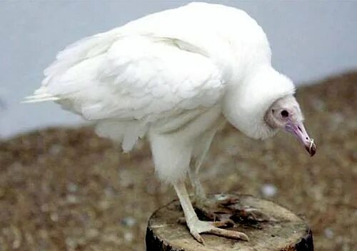 Pin on Ģenētika Animals, Bird