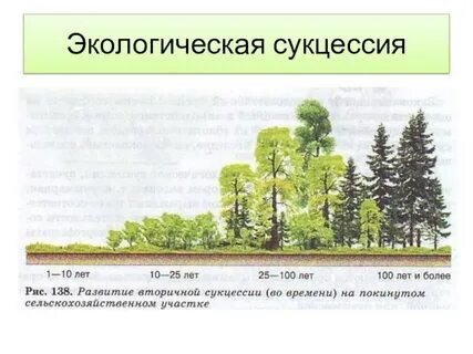 Экосистема березовой рощи