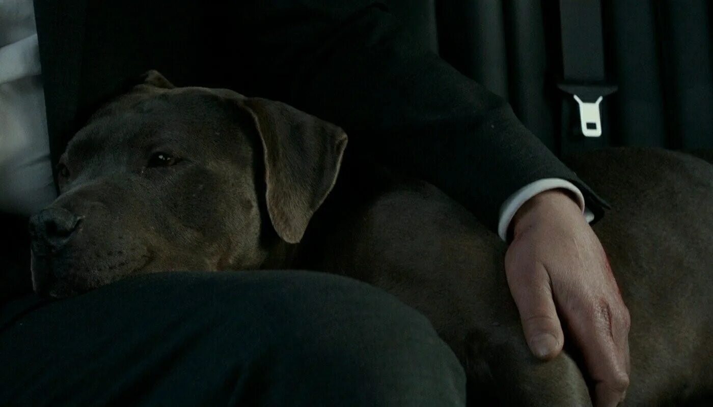 Джон уик 2 собака. Пёс джона уика. Джон уик 2 собака. Джон уик 2 собака. Собака киану ривз порода джон.