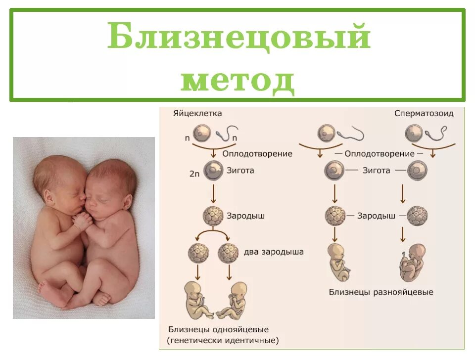 Близнецовый метод генетики. Однояйцевые близнецы метод исследования. близнецовый метод монозиготные и дизиготные. близнецовый метод исследования человека. близнецы и близнецовый метод исследования в генетике человека.