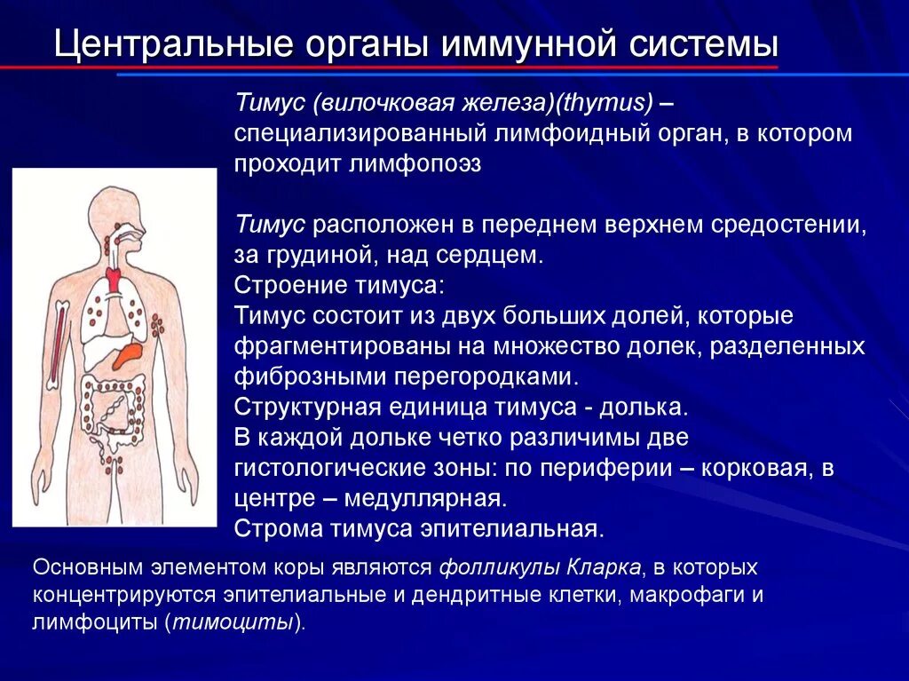 Органы иммунной реакции. Строение и функции центральных органов иммунной системы. Функции периферических органов иммунной системы. Строение тимуса в иммунной системе. Перечислите центральные и периферические органы иммунной системы.