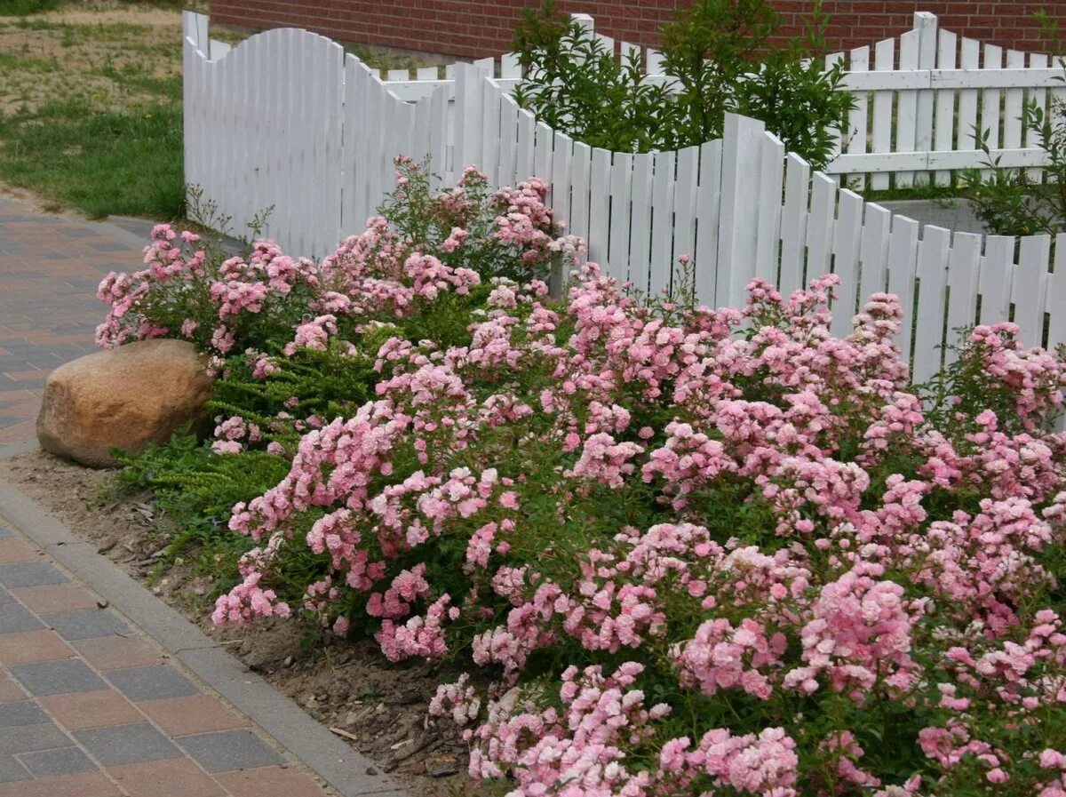 почвопокровные розы фейри описание. роза полиантовая зе фейри. зе фейри роза почвопокровная. роза почвопокровная фейри. роза полиантовая fairy.
